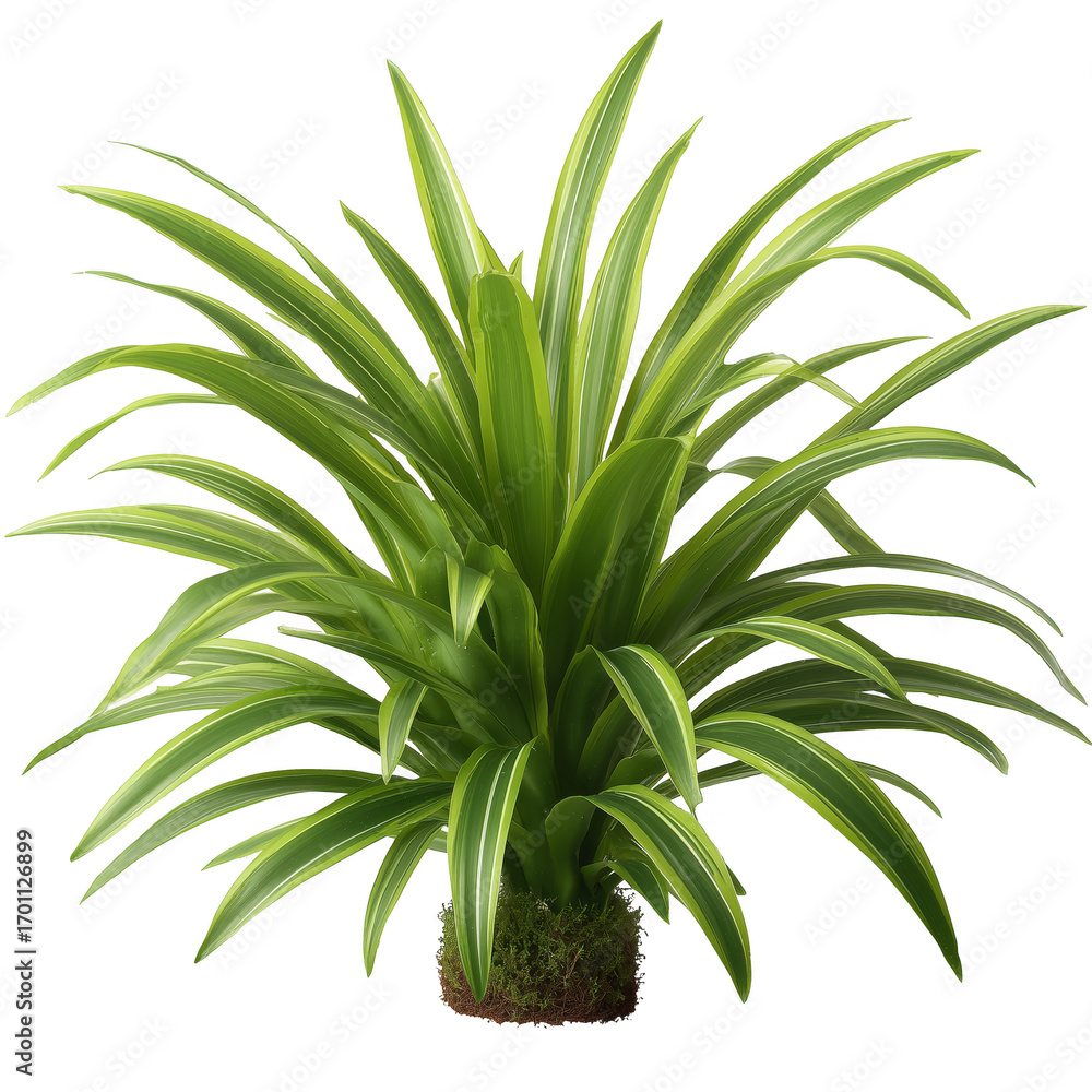 Obraz premium Vibrant green tropical plant bursts with life, a striking image of freshness, energy, and vitality for design. 