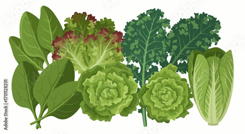 Vibrant Assortment of Fresh Green Leafy Vegetables for Healthy Eating and Culinary Design Projects, Perfect for Nutrition Guides and Recipe Illustrations