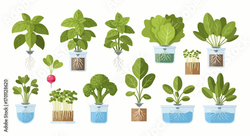 Illustrated hydroponic vegetable garden showcasing basil, lettuce, spinach, radish and other plants for educational gardening resources, sustainable agriculture practices