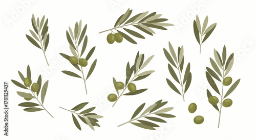 Olive Branches Illustration Set for Mediterranean Cuisine Branding, Organic Food Packaging, and Natural Cosmetics Labels Design Projects