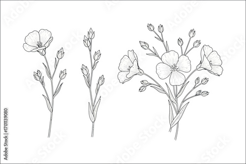 Delicate line art drawing of flax flowers and buds on white background linum bloom