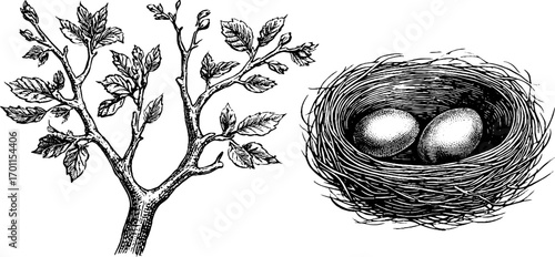 Vintage hand-drawn illustration of tree branch and bird nest with eggs for retro design
