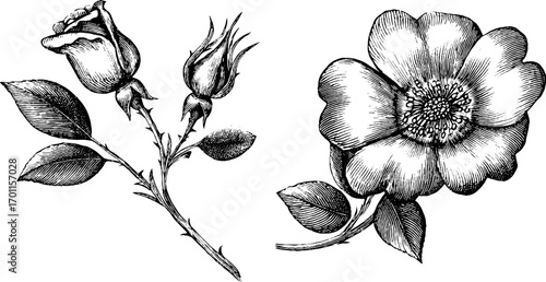Vintage engraving style illustration of wild roses - botanical art for design