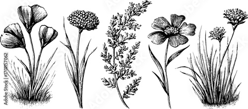 Vintage hand drawn engraving of wildflowers set for retro botanical design