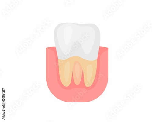 Isolated anatomical diagram of a human tooth with a visible root structure in gum tissue, a flat vector illustration for dentistry