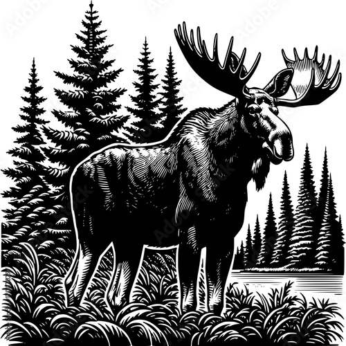 Majestic Moose in Wilderness: A grand bull moose, adorned with magnificent antlers, stands amidst a dense evergreen forest, embodying the raw power and untamed essence of the wild.
