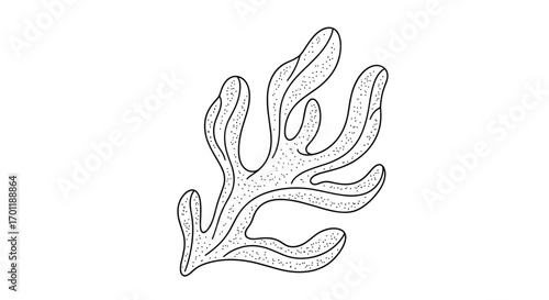 Isolated illustration of a delicate branching seaweed frond with a speckled texture and an organic flowing shape depicted in a minimalist line art style