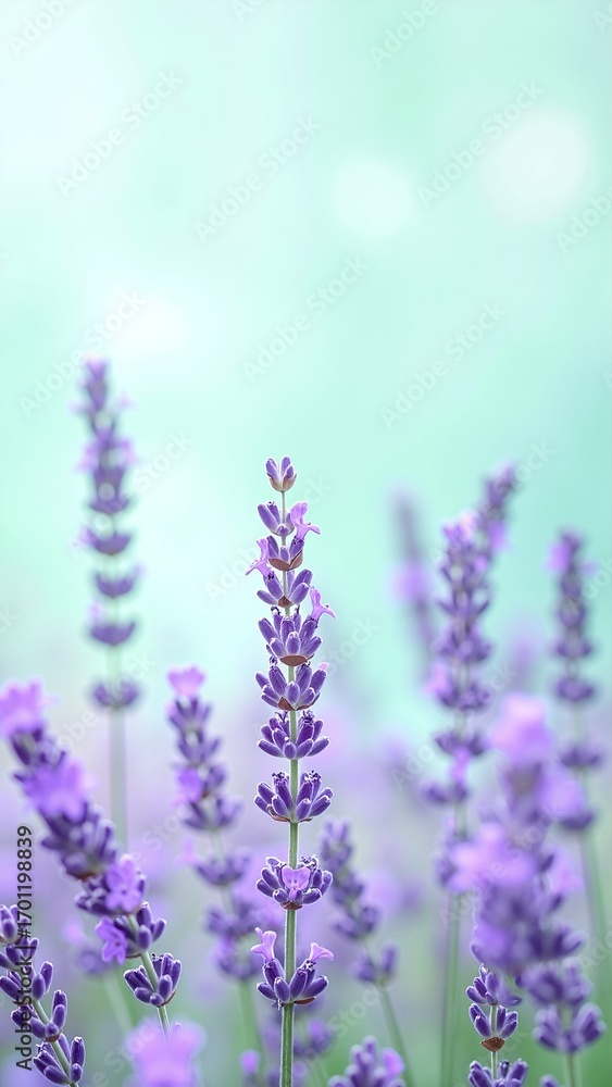 Obraz premium A vibrant cluster of lavender flowers in full bloom, showcasing their rich purple hues and delicate petals, surrounded by lush green foliage in a sunny garden.