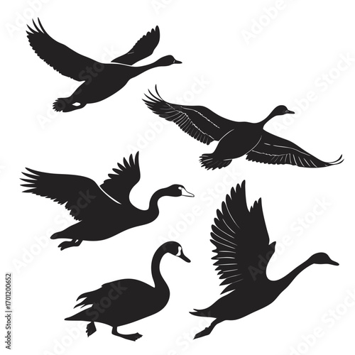 Collection of black silhouettes of geese and swans in various flying and standing poses against a white background representing freedom and nature