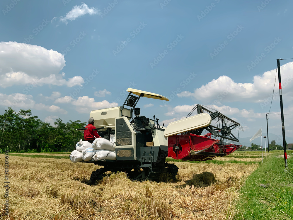 Fototapeta premium A modern combine harvester processes rice in a dry, golden field under a bright blue sky, with a worker and bags of harvested crops. Depicts efficient agricultural labor.
