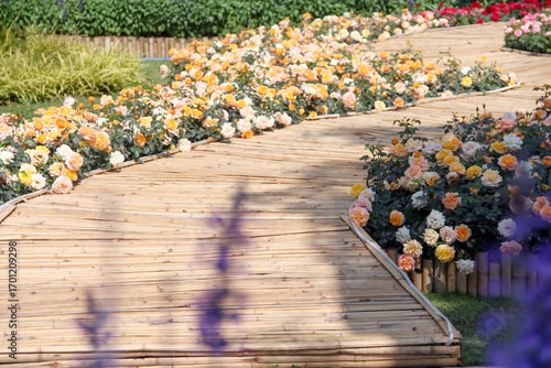 Long bamboo wood pavement with multicolored rose flower field in the side outdoor natural garden background