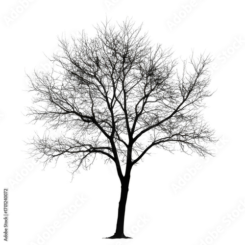 Tree with no leaves is depicted in black and white
