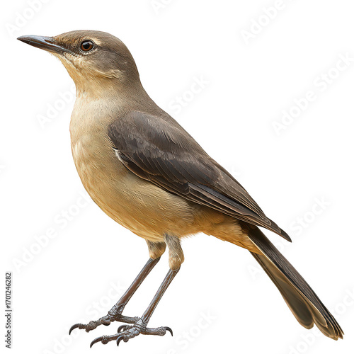Bird is standing on transparent background
