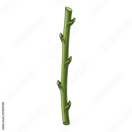 Illustration of a fresh green asparagus stalk, showing its stem and buds, isolated on white.
