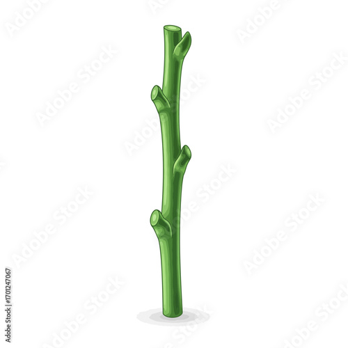 Illustration of a vibrant green asparagus spear, showcasing its fresh and natural appearance.