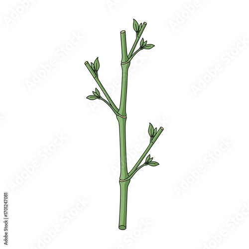 Close-up of a green plant stem with new growth buds.