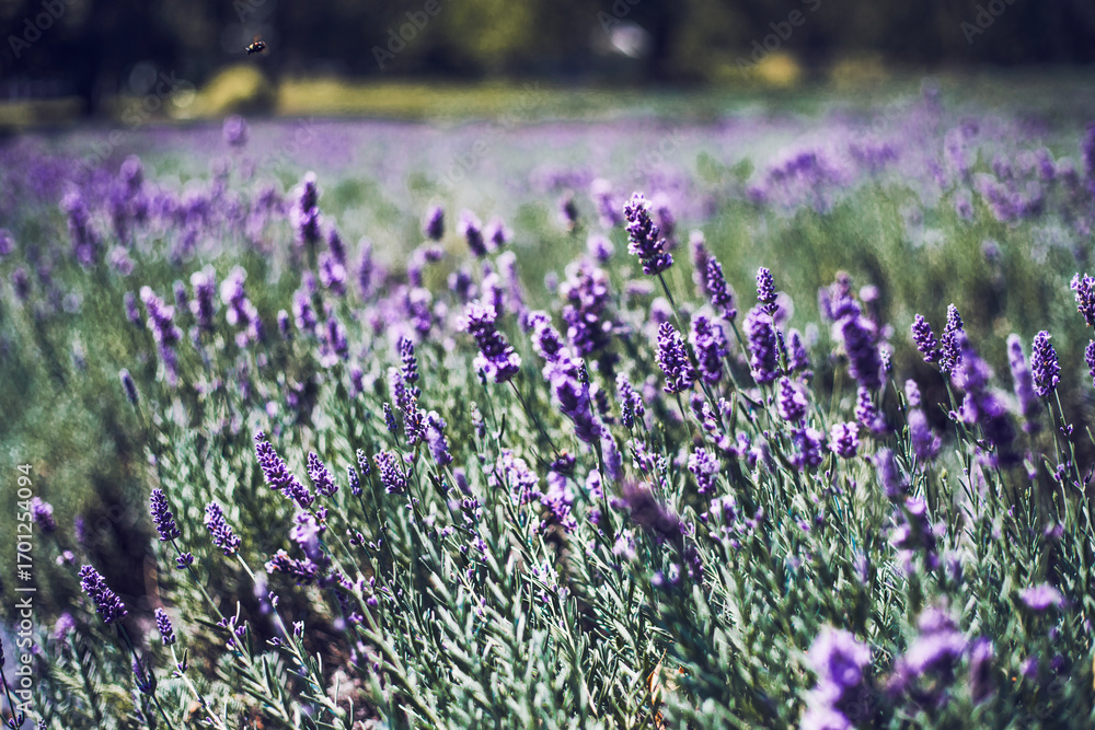 Naklejka premium Beautiful lavender field in bloom with vibrant purple flowers