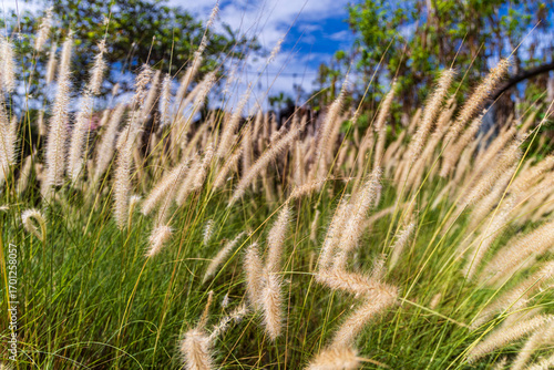 pasto largo silvestre campo verano 