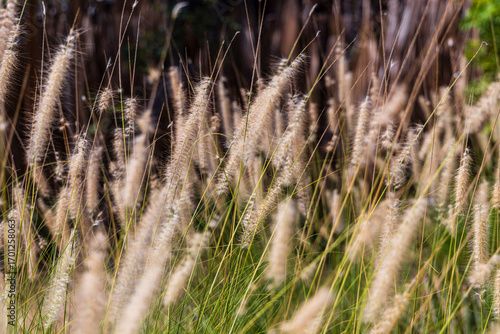 pasto largo silvestre campo verano 