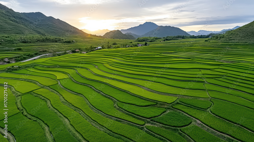 Obraz premium Lush green terraced rice fields stretch across landscape under beautiful sunset