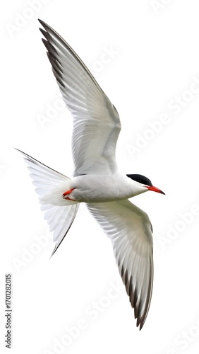 Arctic Tern Flight, Coastal Sky, Wildlife