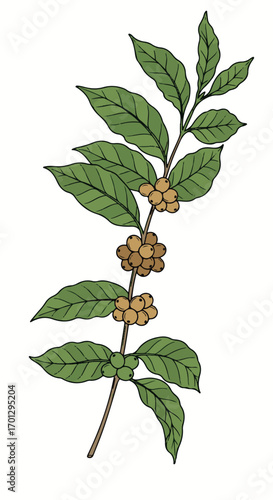 Coffee Branch Illustration