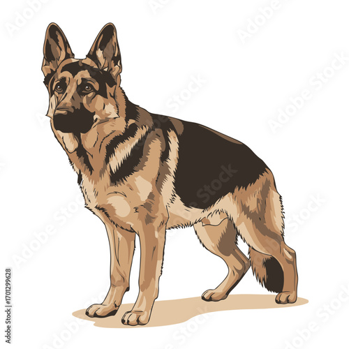 German Shepherd  vector illustration, isolated on white transparent background