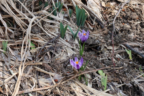 Crocus flowers in early spring