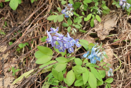 Purple flowers in Hokkaido