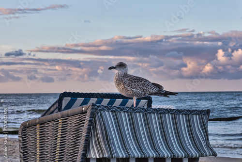 Möve am Meer , Ostsee , Erholung , Urlaub , Ferien , Strand , Blauer Himmel , Sand , Entspannung , Relaxen , Genießen , Reisen , Tourismus