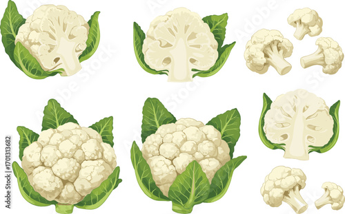 PrintCauliflower vector set with whole heads, slices, and florets, healthy fresh vegetable illustration for food, cooking, and nutrition content.