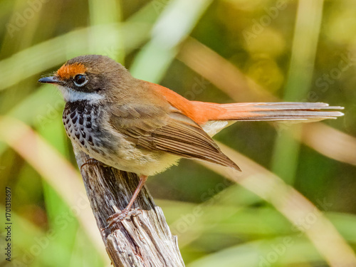 Australian Rufous Fantail (Rhipidura rufifrons) in Australia
