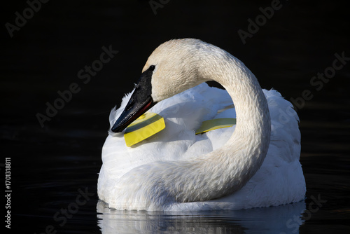 Front view of beautiful trumpeter swan Cygnus buccinator with coiled neck and yellow wing tags