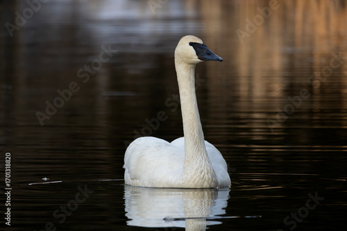 Tableau sur toile Elegant trumpeter swan Cygnus buccinator gliding peacefully on calm water