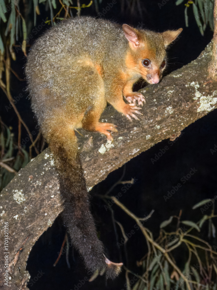 Obraz premium Common Brushtail Possum (Trichosurus vulpecula) in Australia
