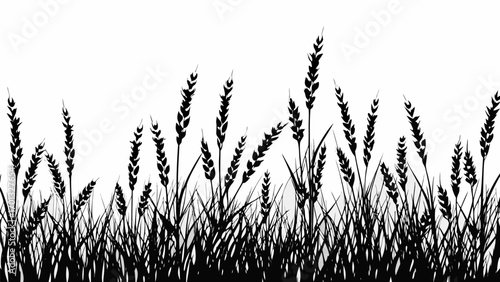 Vector silhouette illustration of a field of wheat or similar grain plants against a white background scene nature