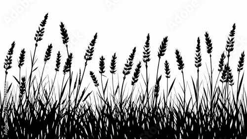Vector silhouette of a field of tall grass and wheat with a white background in a black and white illustration