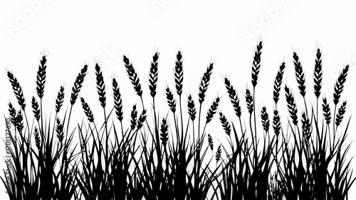 Vector silhouette of wheat field with grass and grain stalks against a white background in a simple illustration