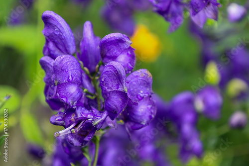 ​A close-up shows several vibrant purple aconite flowers covered in small water droplets. Their unusual shapes and intense color stand out against a blurred green background, creating a fresh and myst