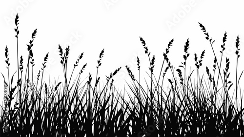 Vector silhouette of tall grass and seed heads against a white background creating a natural border design