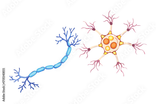 Illustration of two different types of neurons