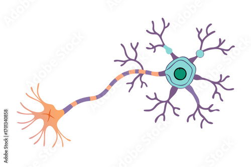 Illustration of a neuron cell with dendrites and axon