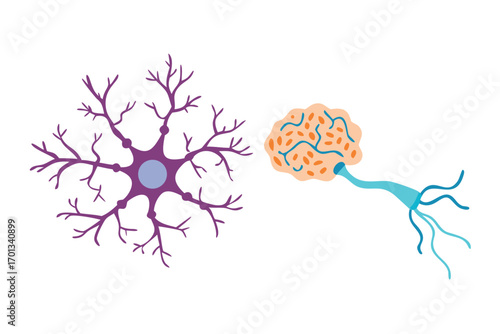 Neuron cell body and brain structure