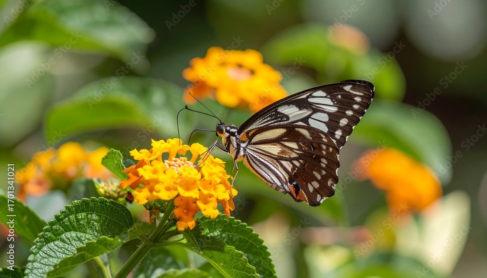 Obraz premium Butterfly on flower (8)