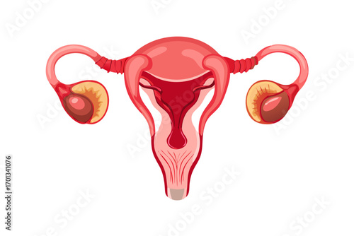 Realistic illustration of female reproductive system