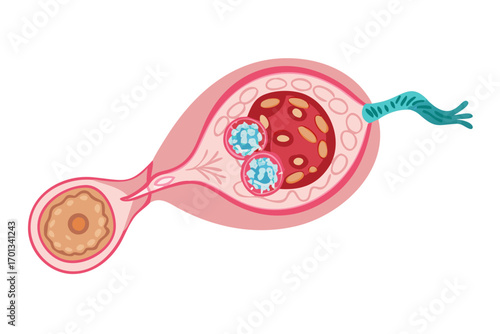 Illustration of ovary with developing ovum and follicle