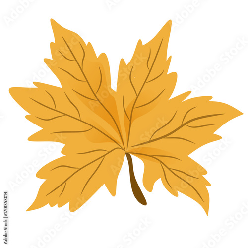 Vector of autumn maple leaves isolated on white