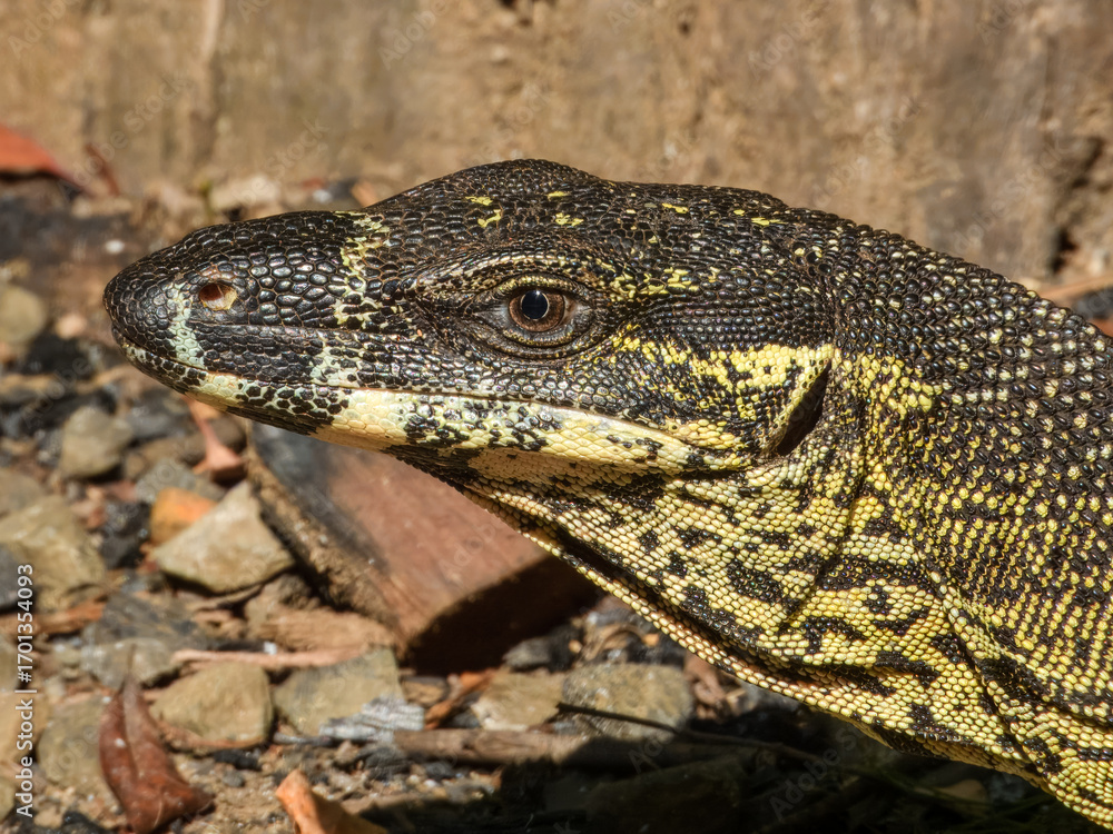 Obraz premium Lace Monitor (Varanus varius) in Australia