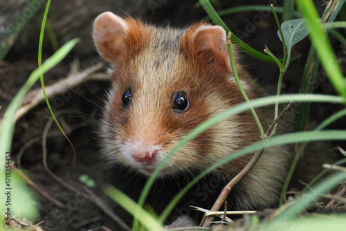 A rare European or Black-Bellied Hamster, Cricetus Cricetus, is coming out of its burrow in a cemetery to forage for food.