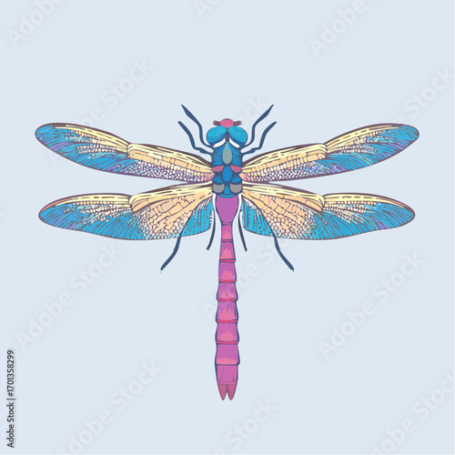 Dragonfly Insect Colored Hand Drawn Vintage Illustration